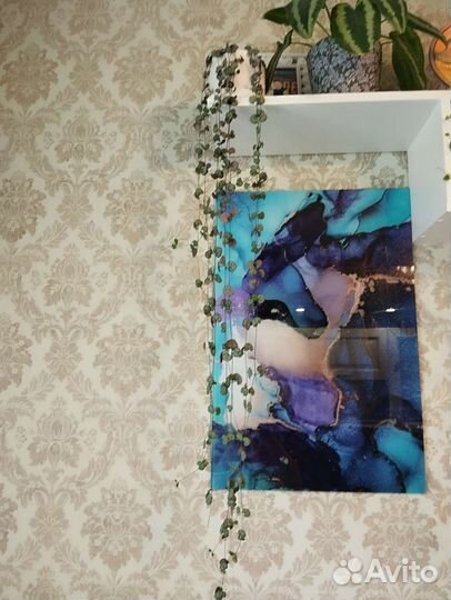 Хойя finlaysonii, циропегия, вуду вар