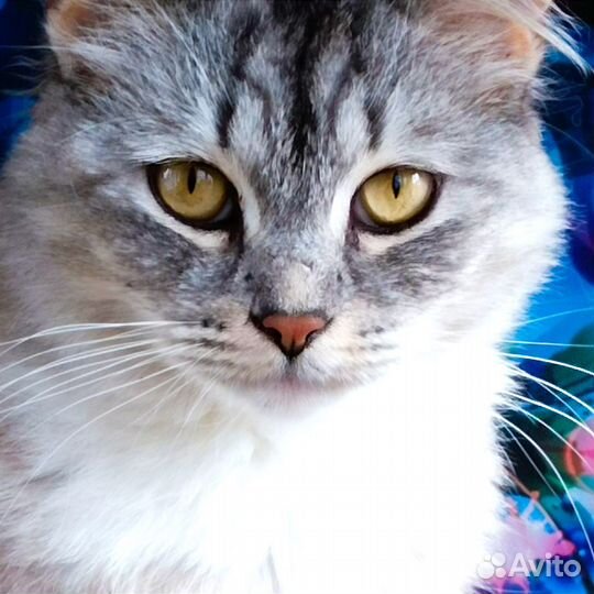 Кошка Мася, 2 года
