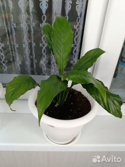 Продам спатифилум