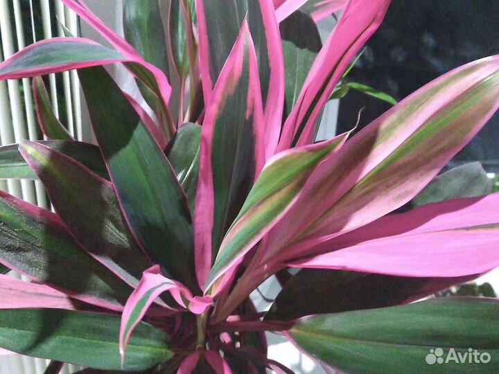 Хлорофитум,Кордилина,Аглаонемы,Хойя,Аихризон