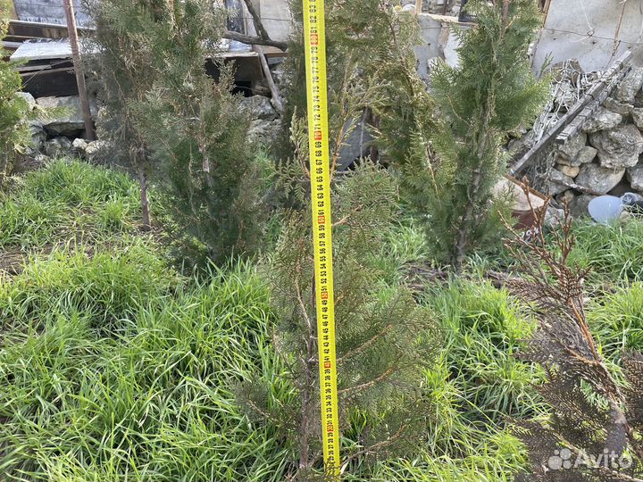 Туя Восточная 60-100 см