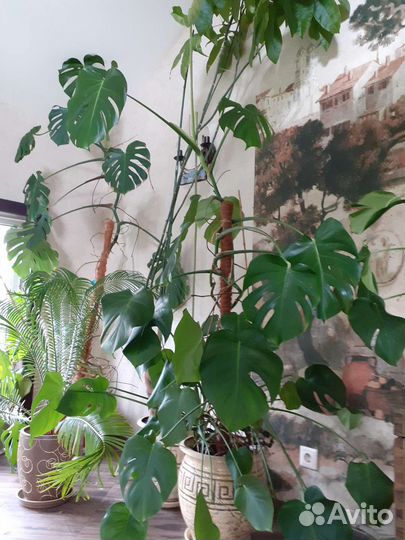 Цикас, фикус, монстера