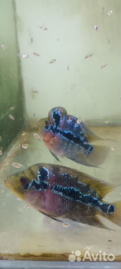 Фловер хорн