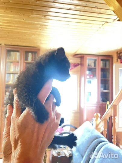 Котенок мальчик ищет дом