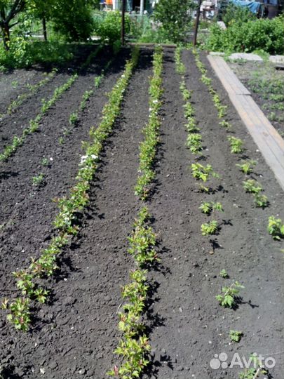 Саженцы яблони груши