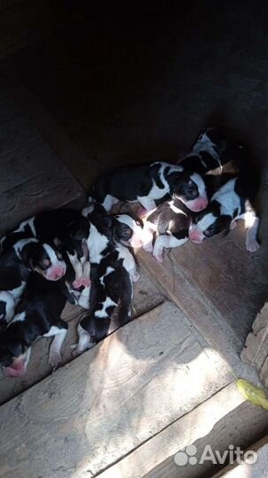 Русские Пегие гончие