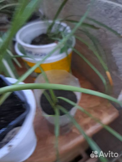 Зефирантес желтый,оранжевый и желтый с розовыми кр