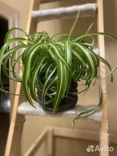 Хлорофитумы