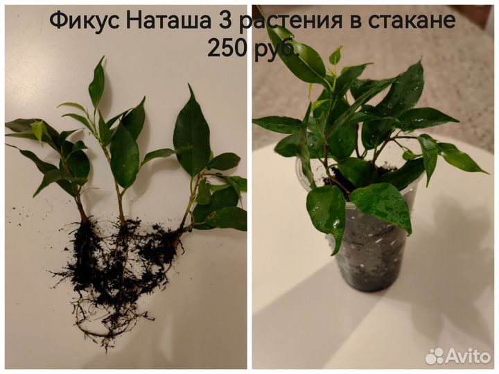 Фикус Наташа, Даниэль, Кинки