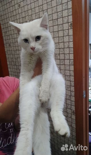 Кошка в дар бесплатно