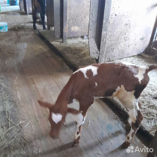 Тёлка Красной Датской породы продается