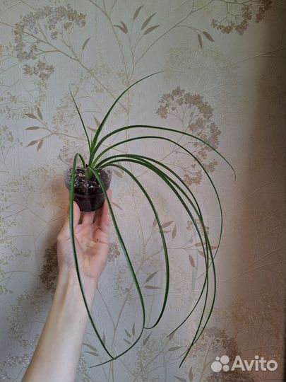 Комнатные растения