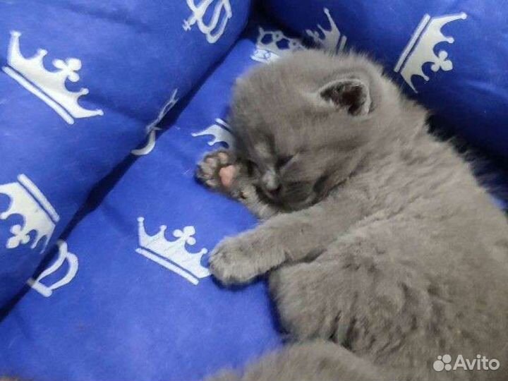 Котята Шотландской вислоухой