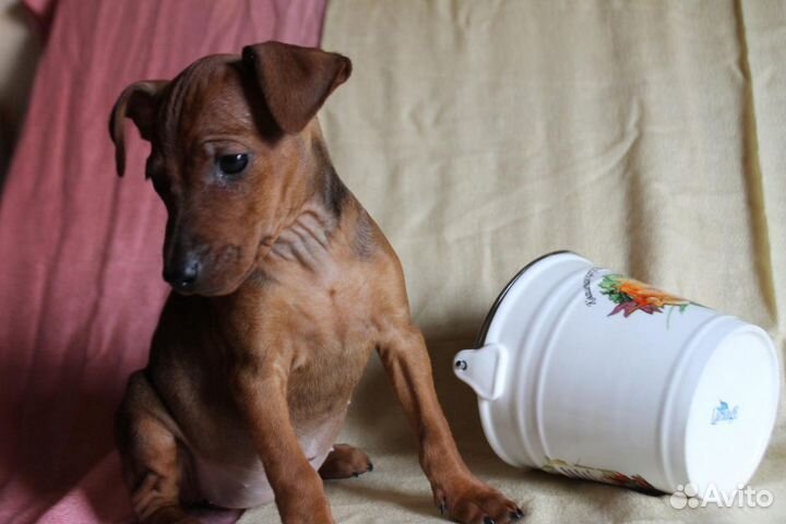 Щенки цвергпинчера