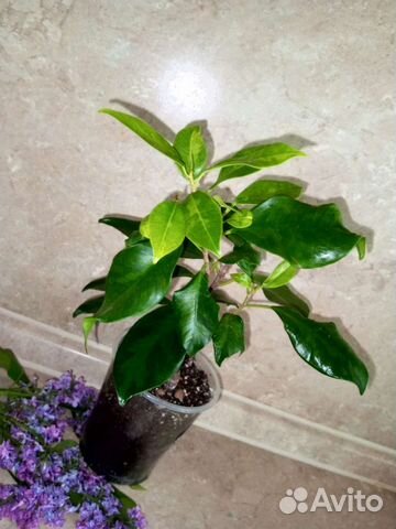 Сортовые фикусы