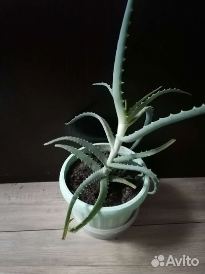 Комнатные растения, алоэ (столетник)