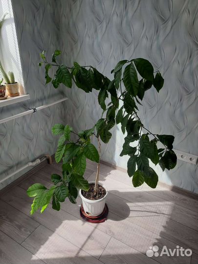 Лимонное дерево