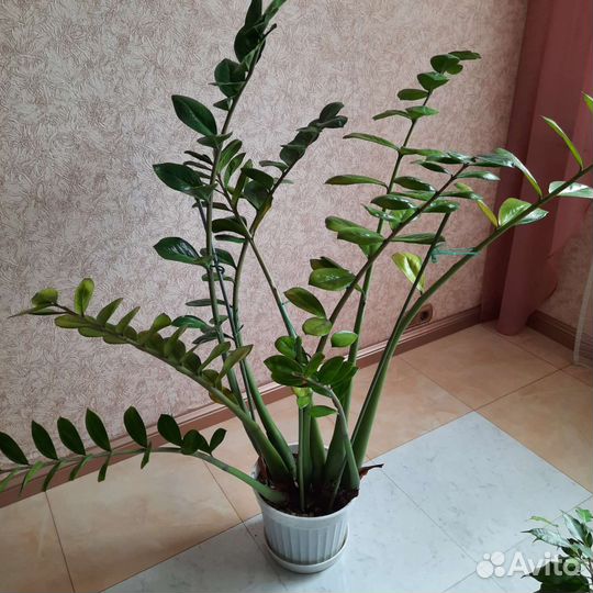 Замиокулькас (Долларовое дерево)