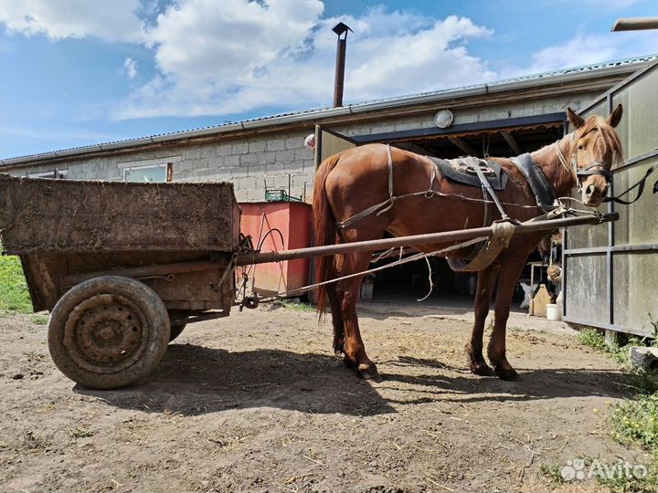 Кобыла Иноходка