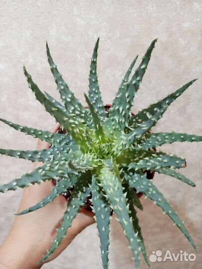 Спатифиллум