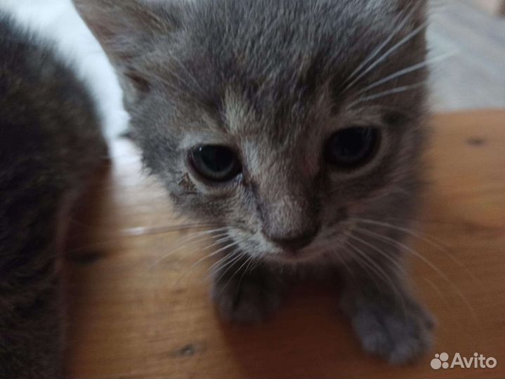 Отдам котят в добрые руки