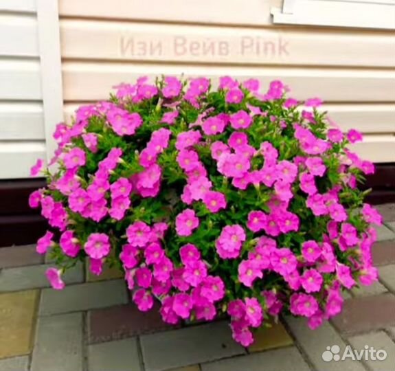 Рассада петуньи тайдал, ампельная