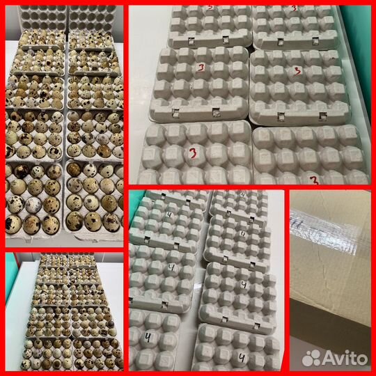 Инкубационное яйцо перепела *BigQuail