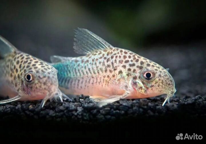 Рыбки аквариумные розница опт