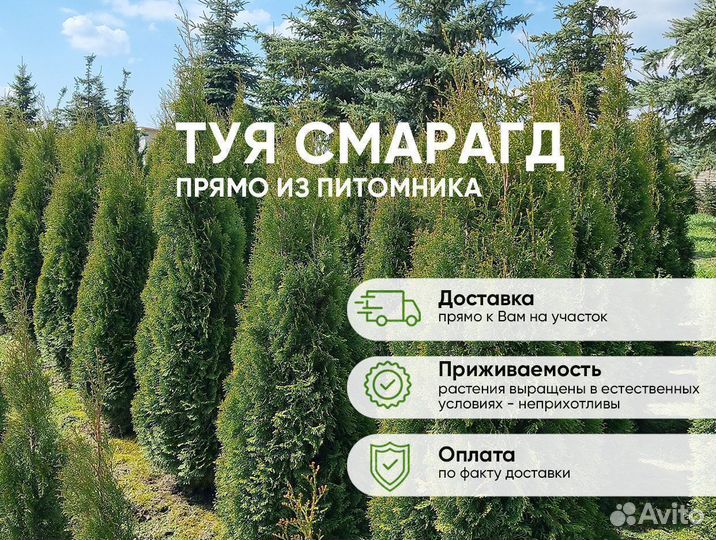 Туя Смарагд 150см для посадки летом