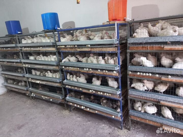 Домашняя перепела забой по заказ