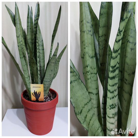 Сансевиерия сортовая