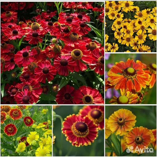 Хризантема,гелениум,вербаскум,пенстемон семена