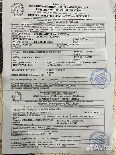 Собака в добрые руки отдам бесплатно