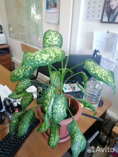 Диффенбахия баузе