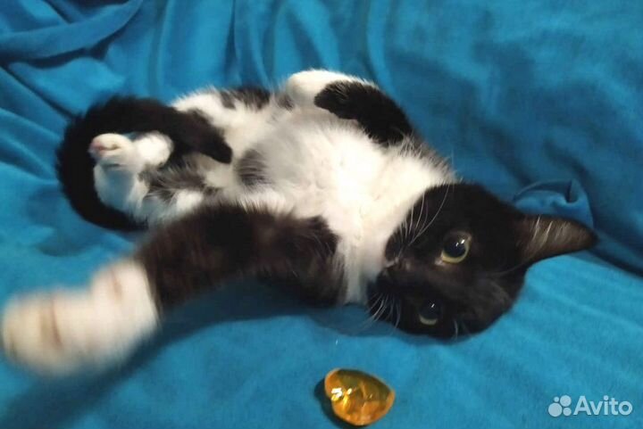 Милаш- маленький черный мальчик 2 мес. в дар