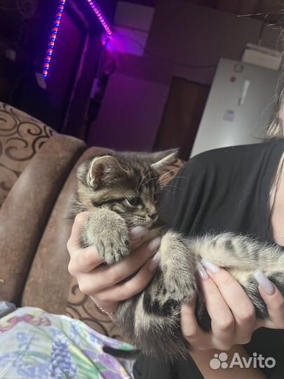 Котенок в добрые руки