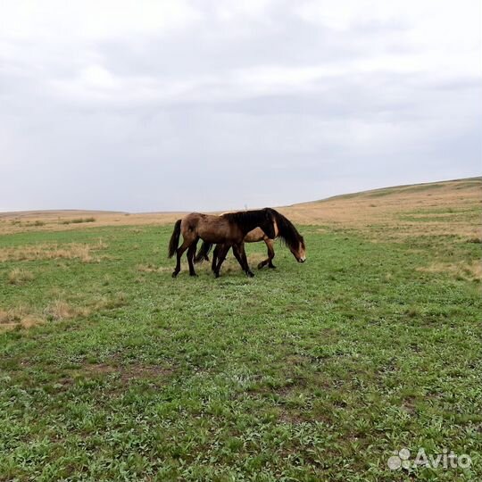 Продам лошадей,кобыл,жеребят