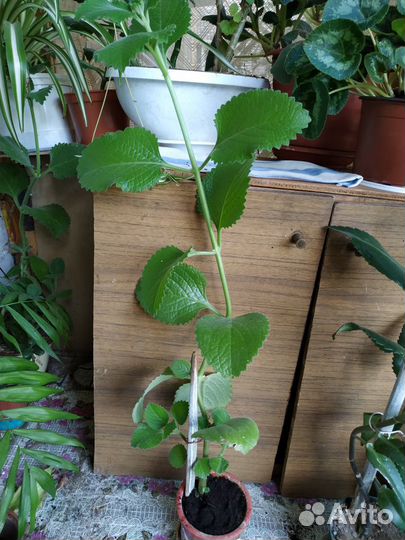 Домашняя мята