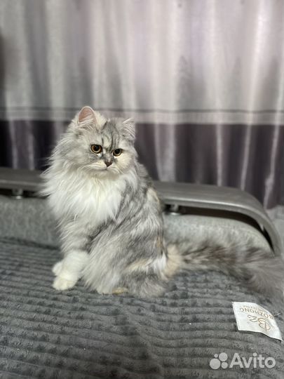 Продам кошечку