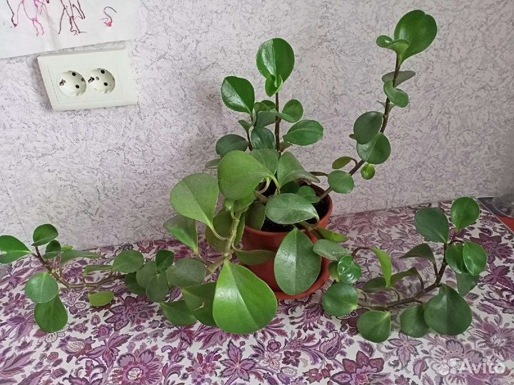 Комнатные цветы