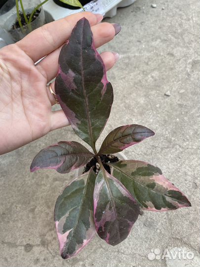 Комнатные цветы