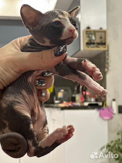 Канадский сфинкс