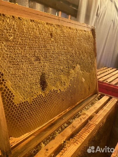 Рамка меда в сотах