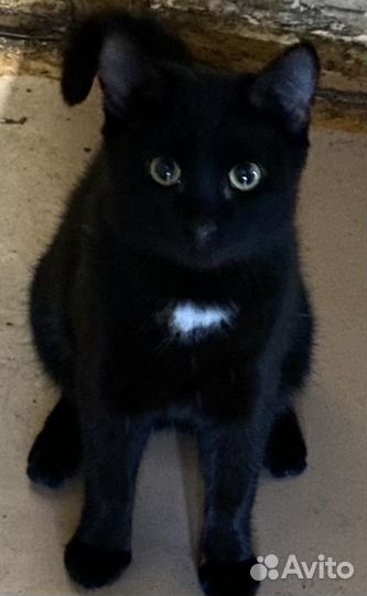 Пристраивается котик