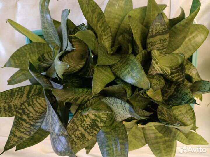 Сансевиерия