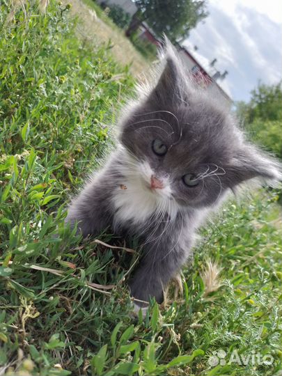 Отдам в добрые руки