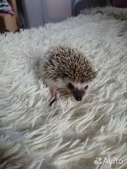 Африканский ежик