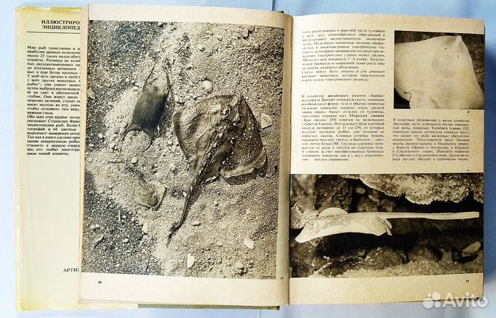 Иллюстрированная энциклопедия рыб