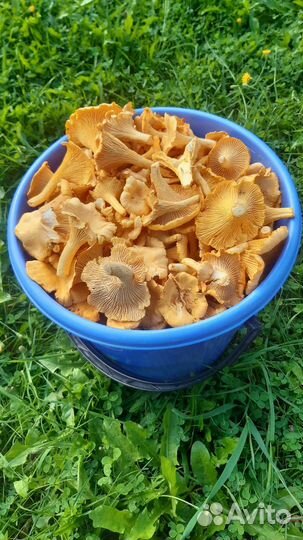 Грибы. Лисички