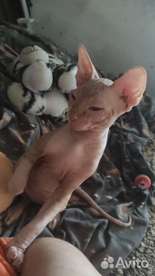 Канадский сфинкс